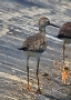 [Lesser & Greater Yellowlegs]