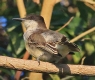 [Loggerhead Kingbird]