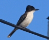 [Loggerhead Kingbird]