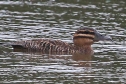 [Masked Duck]