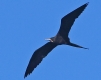 [Magnificent Frigatebird]