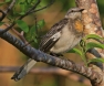 [Northern Mockingbird]