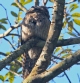 [Northern Potoo]