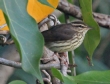 [Northern Waterthrush]