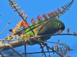 [Olive-throated Parakeet]