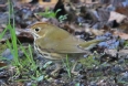 [Ovenbird]