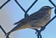 [Palm Warbler]