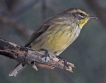 [Palm Warbler]