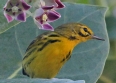 [Prairie Warbler]