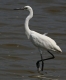 [Reddish Egret]