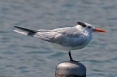 [Royal Tern]