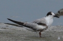 [Roseate Tern]