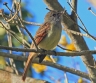 [Rufous-tailed Flycatcher]