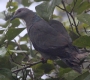 [Ring-tailed Pigeon]