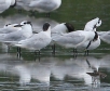 [Sandwich Tern]