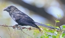 [Smooth-billed Ani]