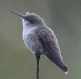 [Vervain Hummingbird]