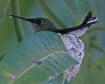 [Vervain Hummingbird]