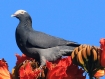 [White-crowned Pigeon]