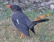 [White-chinned Thrush]