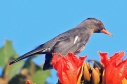 [White-chinned Thrush]