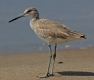 [Whimbrel]