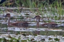 [West Indian Whistling Duck]