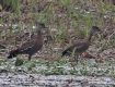 [West Indian Whistling Duck]