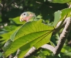 [Yellow-billed Parrot]