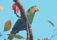 [Yellow-billed Parrot]