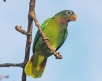 [Yellow-billed Parrot]