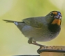 [Yellow-faced Grassquit]