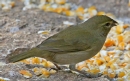 [Yellow-faced Grassquit]