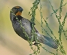 [Yellow-faced Grassquit]