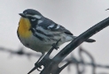 [Yellow-throated Warbler]