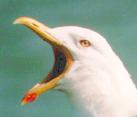 [Kelp Gull]