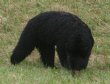 [Black Bear]
