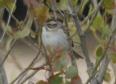 [Clay-colored Sparrow]
