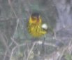 [Cape May Warbler]