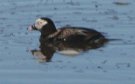 [Long-tailed Duck]