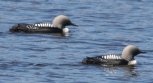 [Pacific Loon]