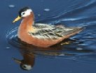 [Red Phalarope]