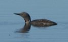 [Red-throated Loon]
