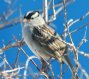 [White-crowned Sparrow]