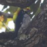 [Acorn Woodpecker]