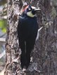 [Acorn Woodpecker]