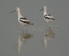 [American Avocet]