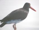 [American Oystercatcher]