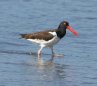 [American Oystercatcher]