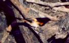 [American Redstart]